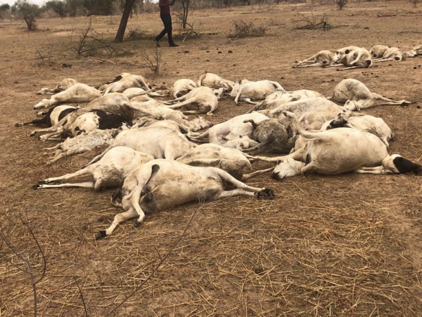 Linguère : La première pluie a décimé 1380 petits ruminants au Ranch de Dolly