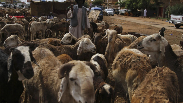 Soudan: plus de 15 000 moutons meurent noyés après le naufrage d'un navire