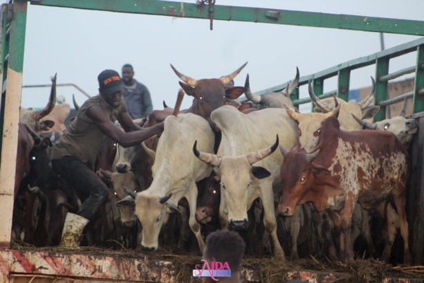 Magal: Sokhna Aïda Saliou Thioune distribue des boeufs à Touba Magal: Sokhna Aïda Saliou Thioune distribue des boeufs à Touba