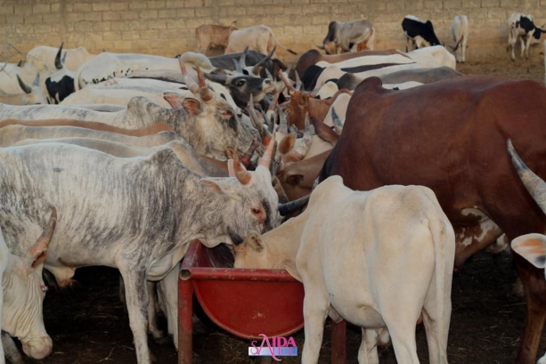 Magal: Sokhna Aïda Saliou Thioune distribue des boeufs à Touba Magal: Sokhna Aïda Saliou Thioune distribue des boeufs à Touba