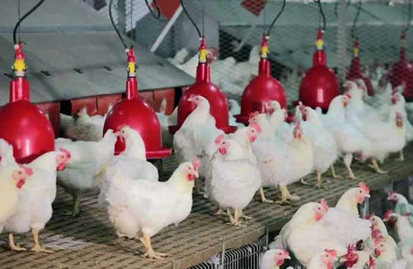 Hausse du prix de l'aliment de volaille : Les aviculteurs expriment leur désarroi