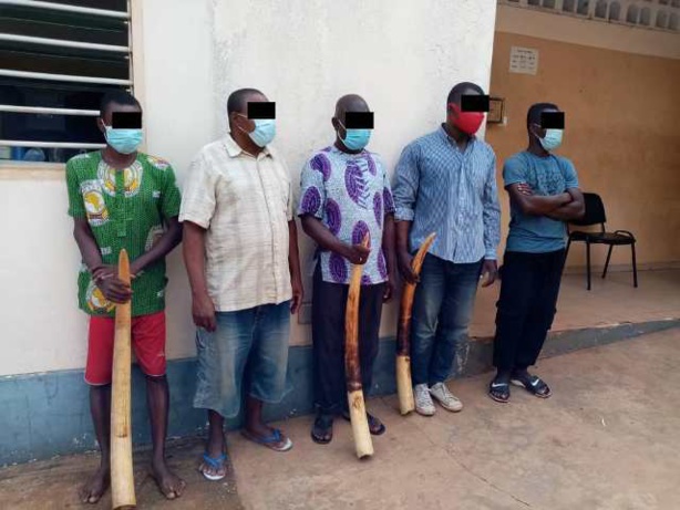 Criminalité faunique à Kedougou et Moussala : Un réseau de Nigériens démantelé