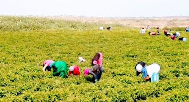 Campagne de commercialisation horticole 2021-2022 : Bilan satisfaisant, l'Orsre rassure les agriculteurs Campagne de commercialisation horticole 2021-2022 : Bilan satisfaisant, l'Orsre rassure les agriculteurs