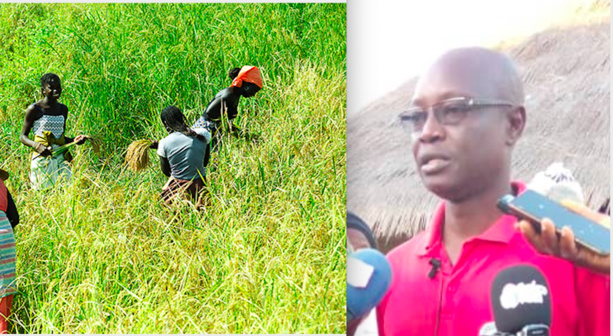Adrien Manga, Maire de la commune d’Enampore : « Les 10.400 hectares de rizières peuvent créer 4000 emplois » Adrien Manga, Maire de la commune d’Enampore : « Les 10.400 hectares de rizières peuvent créer 4000 emplois »