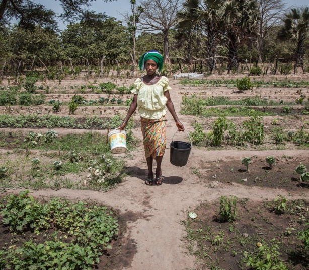 ​DJIBIDIONE : Les habitants délaissent les cultures illicites au profit des cultures vivrières