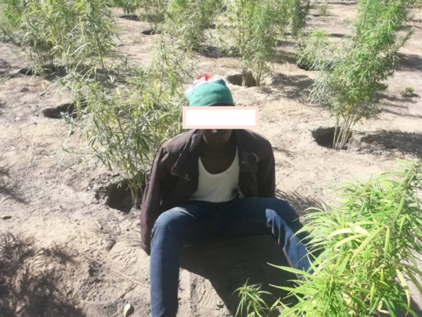 Djibiam : L’armée arrête un maçon qui détenait par devers lui sept (07) ballots de 151 Kg de chanvre indien...