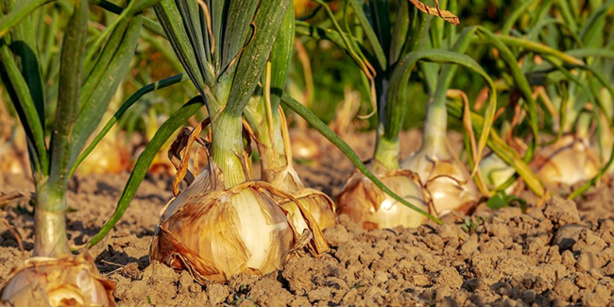 Maroc : les autorités interdissent les ventes de tomate, d’oignon et de pomme de terre vers l’Afrique de l’Ouest Maroc : les autorités interdissent les ventes de tomate, d’oignon et de pomme de terre vers l’Afrique de l’Ouest