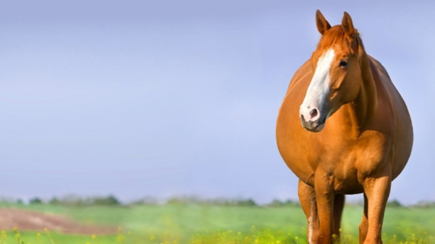 France, un homme de 23 ans condamné pour avoir violé une jument France, un homme de 23 ans condamné pour avoir violé une jument