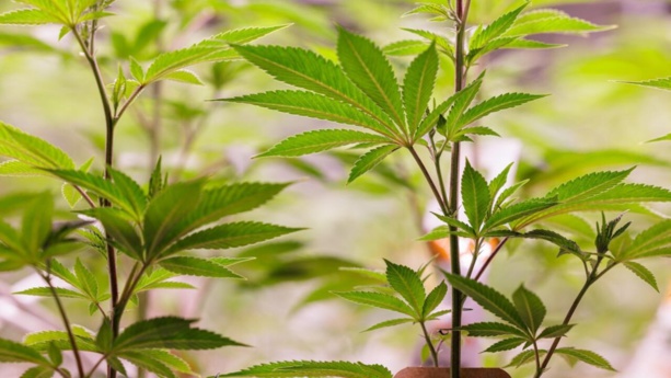 Ghana: le Parlement adopte une loi autorisant la production du cannabis médical et industriel