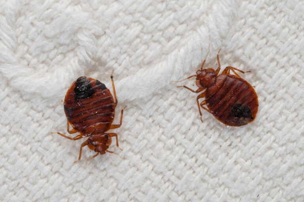 La France face à une «épidémie généralisée de punaises de lit» La France face à une «épidémie généralisée de punaises de lit»