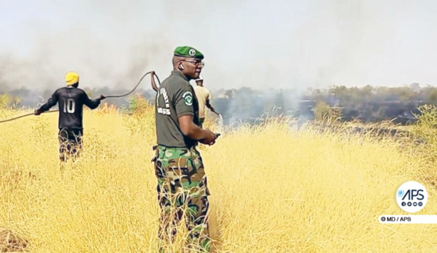 Matam : Des hectares de tapis herbacé emportés par le feu