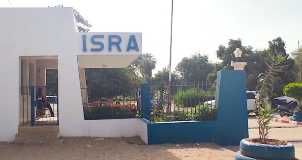 Mouvement d'humeur des travailleurs de l'ISRA : Des débrayages annoncés (communiqué)