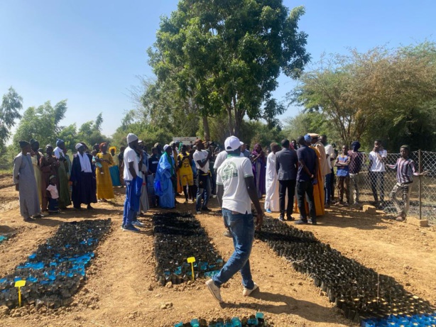 Podor -Vert : installation d’une pépinière avec une capacité de 40 000 plants Podor -Vert : installation d’une pépinière avec une capacité de 40 000 plants
