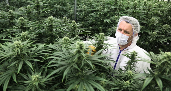 Allemagne: le Parlement légalise le cannabis récréatif...