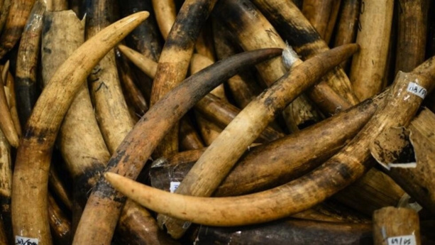 Le commerce d'ivoire sur internet se poursuit au sein de l'UE malgré les restrictions