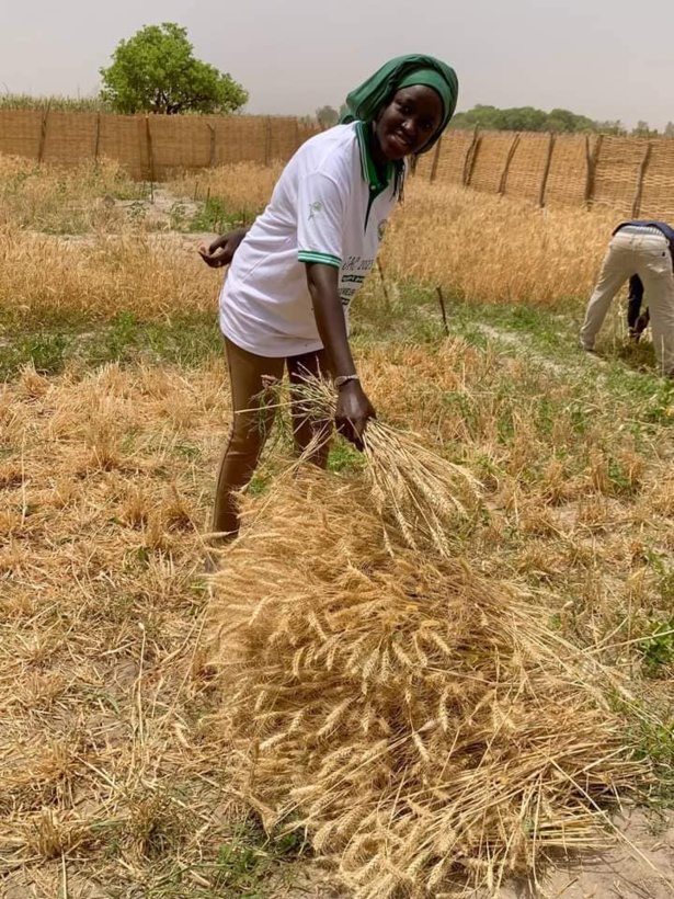  Culture du Blé dans le Bassin de l’Anambé : La moisson s’annonce prometteuse.
