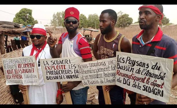 Grogne dans le bassin de l’anambé : Les paysans réclament l’audit de la SODAGRI et de la Fédération des Producteurs(FEPROBA) Grogne dans le bassin de l’anambé : Les paysans réclament l’audit de la SODAGRI et de la Fédération des Producteurs(FEPROBA)
