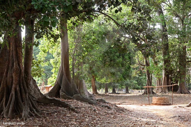 Qui pour sauver la forêt Casamançaise ? Qui pour sauver la forêt Casamançaise ?