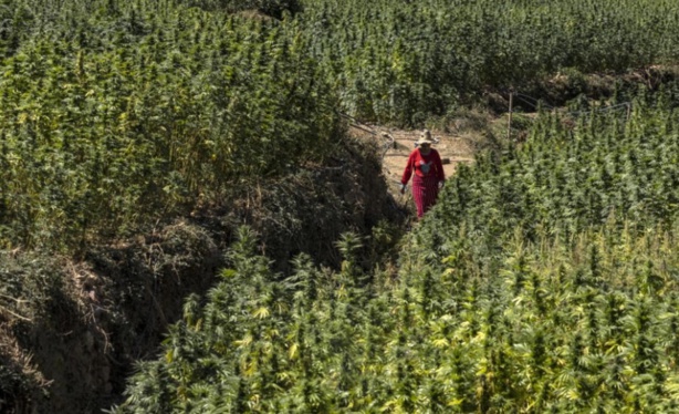Le Roi du Maroc Gracie Plus de 4 800 Agriculteurs Impliqués dans la Culture Illégale de Cannabis Le Roi du Maroc Gracie Plus de 4 800 Agriculteurs Impliqués dans la Culture Illégale de Cannabis