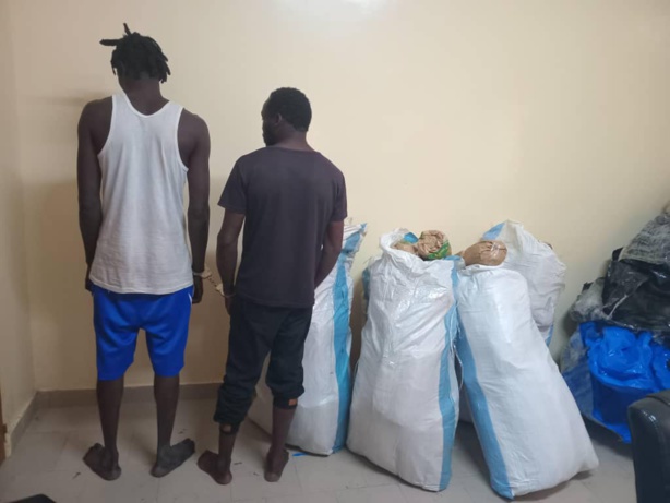 Trafic de drogue : Importante cargaison de chanvre indien interceptée à Thiès Trafic de drogue : Importante cargaison de chanvre indien interceptée à Thiès