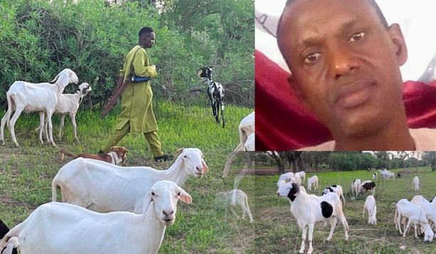 Descente musclée des voleurs à Malicounda : 30 moutons dérobés, un gardien grièvement blessé Descente musclée des voleurs à Malicounda : 30 moutons dérobés, un gardien grièvement blessé