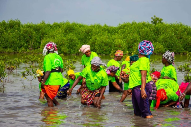 Sédhiou : Les femmes en première ligne pour sauver la mangrove Sédhiou : Les femmes en première ligne pour sauver la mangrove