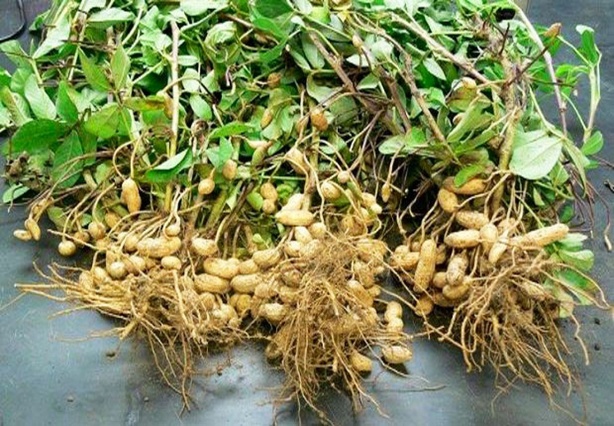 Sénégal : Suspension des exportations de graines d’arachide pour la campagne 2024-2025 Sénégal : Suspension des exportations de graines d’arachide pour la campagne 2024-2025