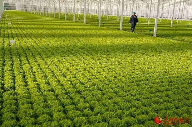 L’agriculture, clé de l’indépendance économique de l’Afrique L’agriculture, clé de l’indépendance économique de l’Afrique