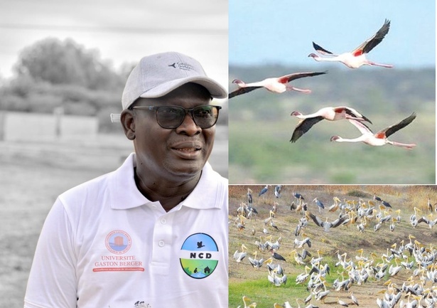 Dénombrement 2024 : Dr Adrien Coly révèle 549 316 oiseaux d’Eau recensés au Sénégal Dénombrement 2024 : Dr Adrien Coly révèle 549 316 oiseaux d’Eau recensés au Sénégal