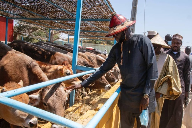 El Malick Ndiaye : ‘’L’élevage doit devenir un moteur de développement pour la souveraineté alimentaire’’ El Malick Ndiaye : ‘’L’élevage doit devenir un moteur de développement pour la souveraineté alimentaire’’