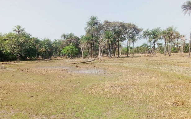 Blouf, Kalounayes, îles Karone : L’alerte des agriculteurs sur l’avancée du sel Blouf, Kalounayes, îles Karone : L’alerte des agriculteurs sur l’avancée du sel