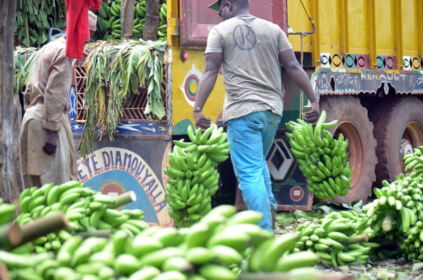 Bananes : l’autosuffisance 2024 tombe à l’eau ! Bananes : l’autosuffisance 2024 tombe à l’eau !