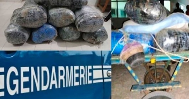 Grosse prise à Fatick : les gendarmes interceptent une charrette chargée de drogue Grosse prise à Fatick : les gendarmes interceptent une charrette chargée de drogue