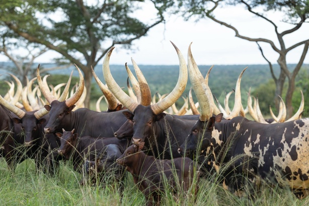 Rwanda : Kagame ouvre les portes de sa gigantesque ferme au président Doumbouya Rwanda : Kagame ouvre les portes de sa gigantesque ferme au président Doumbouya
