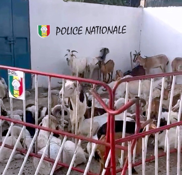 Saint-Louis : Huit individus interpellés pour vol de bétail et abattage clandestin Saint-Louis : Huit individus interpellés pour vol de bétail et abattage clandestin
