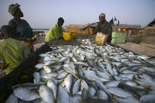 Ziguinchor : le secteur de la pêche reprend son envol Ziguinchor : le secteur de la pêche reprend son envol