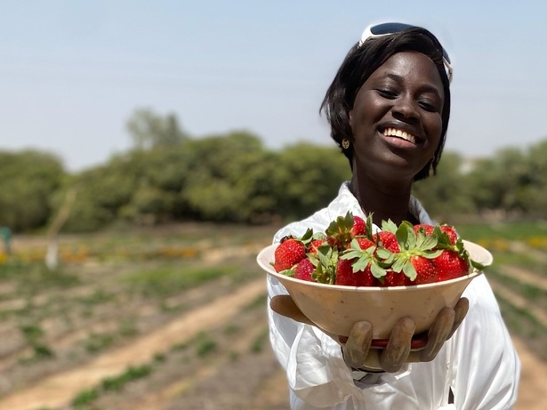 Souveraineté alimentaire : une jeune Sénégalaise veut produire des fraises localement toute l’année Souveraineté alimentaire : une jeune Sénégalaise veut produire des fraises localement toute l’année