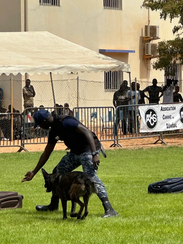 Détection, pistage, neutralisation : la cynotechnie au cœur des enjeux sécuritaires sénégalais Détection, pistage, neutralisation : la cynotechnie au cœur des enjeux sécuritaires sénégalais