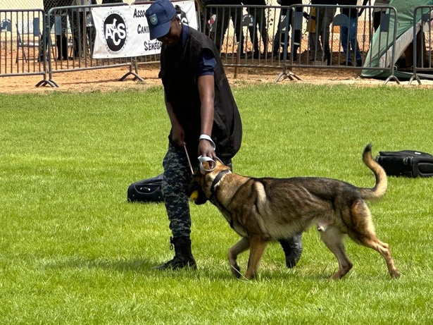 Détection, pistage, neutralisation : la cynotechnie au cœur des enjeux sécuritaires sénégalais Détection, pistage, neutralisation : la cynotechnie au cœur des enjeux sécuritaires sénégalais