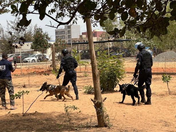 Détection, pistage, neutralisation : la cynotechnie au cœur des enjeux sécuritaires sénégalais Détection, pistage, neutralisation : la cynotechnie au cœur des enjeux sécuritaires sénégalais
