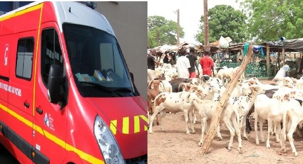 Ziguinchor : un vendeur s’effondre et meurt en pleine vente de moutons Ziguinchor : un vendeur s’effondre et meurt en pleine vente de moutons