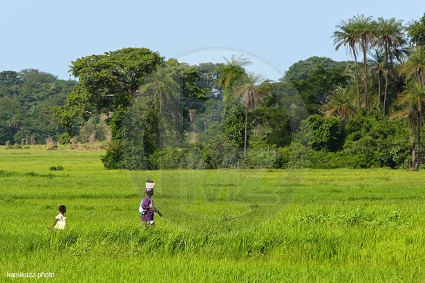 Souveraineté alimentaire : l’Italie engage 140 millions d’euros en Casamance Souveraineté alimentaire : l’Italie engage 140 millions d’euros en Casamance