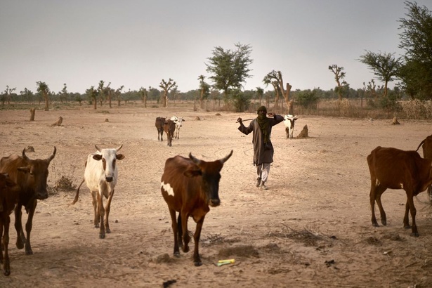 Ndiouck Fissel : accusé de vol de bétail, il tente d’égorger le père de son accusateur Ndiouck Fissel : accusé de vol de bétail, il tente d’égorger le père de son accusateur