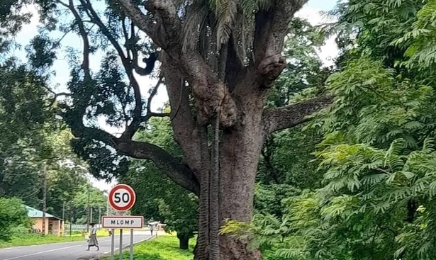 Mlomp : Un projet d’habitat et d’élevage suscite des interrogations au sein de la population Mlomp : Un projet d’habitat et d’élevage suscite des interrogations au sein de la population