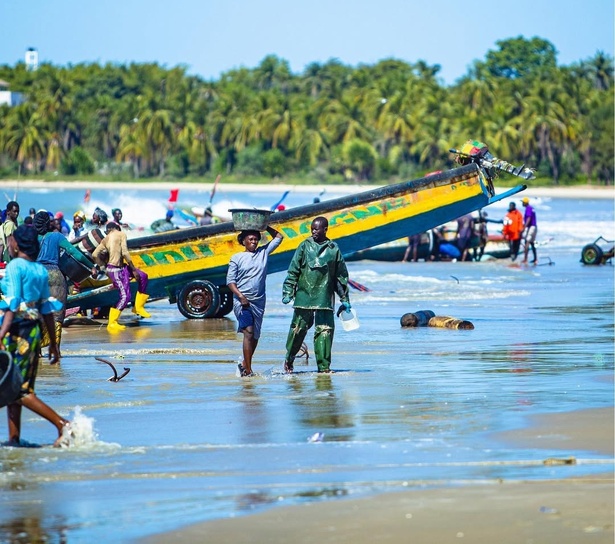 Mystérieuse hécatombe de dauphins à Cap-Skirring : la commune de Djembering en alerte