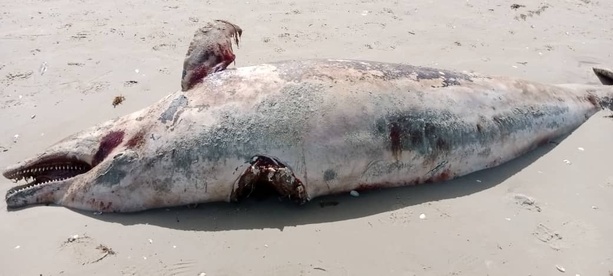 Cap-Skirring : découverte inquiétante de plusieurs dauphins morts sur la plage Cap-Skirring : découverte inquiétante de plusieurs dauphins morts sur la plage