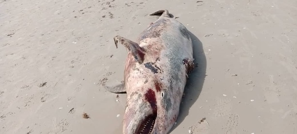 Cap-Skirring : découverte inquiétante de plusieurs dauphins morts sur la plage Cap-Skirring : découverte inquiétante de plusieurs dauphins morts sur la plage