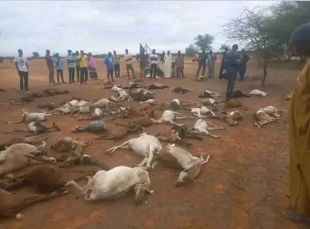 Pluies diluviennes à Podor : lourdes pertes animales et dégâts matériels à Fanaye et Tatqui Pluies diluviennes à Podor : lourdes pertes animales et dégâts matériels à Fanaye et Tatqui