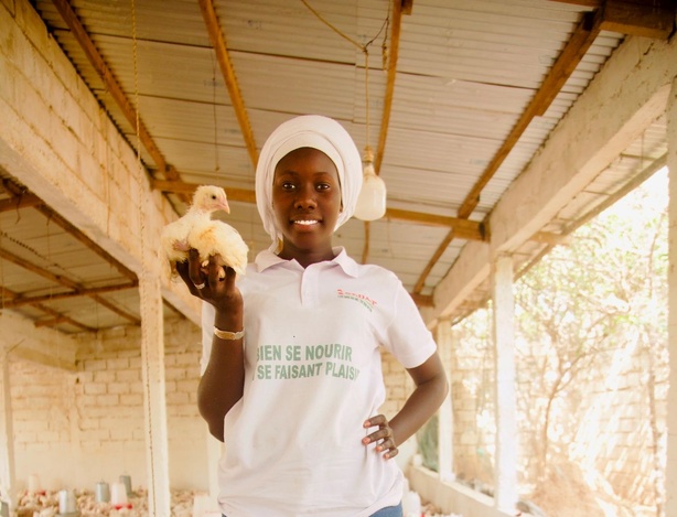 Mengué Diouf, 26 ans, veut faire de Sedap’Tech la référence de l’aviculture intelligente en Afrique Mengué Diouf, 26 ans, veut faire de Sedap’Tech la référence de l’aviculture intelligente en Afrique