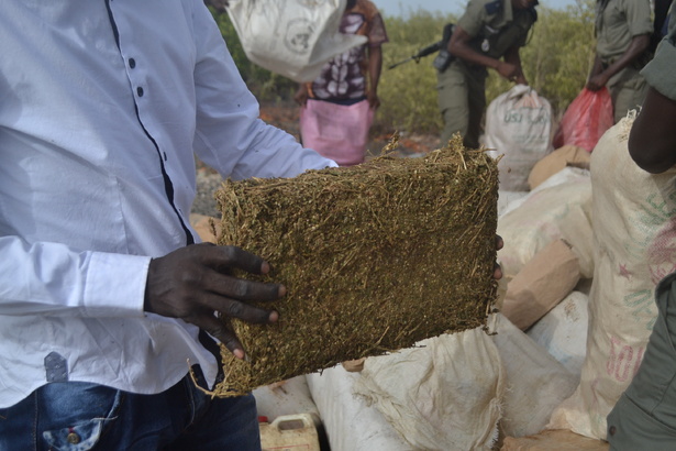 Saisie record à Ziguinchor : deux trafiquants interpellés avec 40 kg de drogue